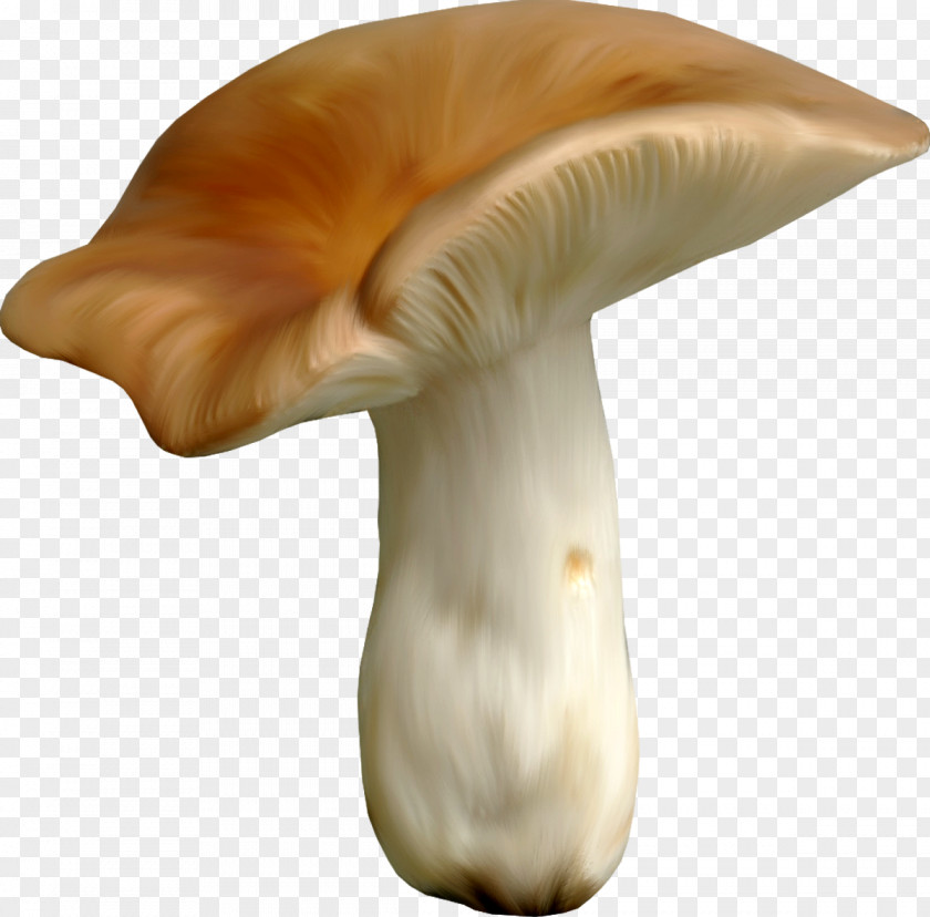 Secret Garden Oyster Mushroom Fungus Clip Art PNG