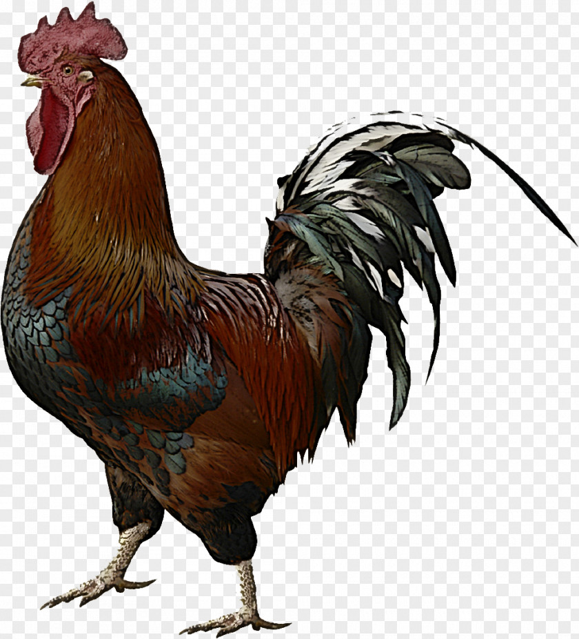 Chicken Bird Rooster Comb Fowl PNG