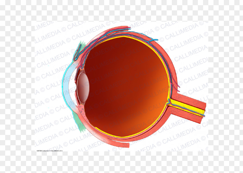 Eye Human Conjunctiva Anatomy Sagittal Plane PNG