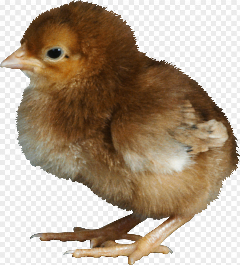 PASQUA Chicken Kifaranga Clip Art PNG