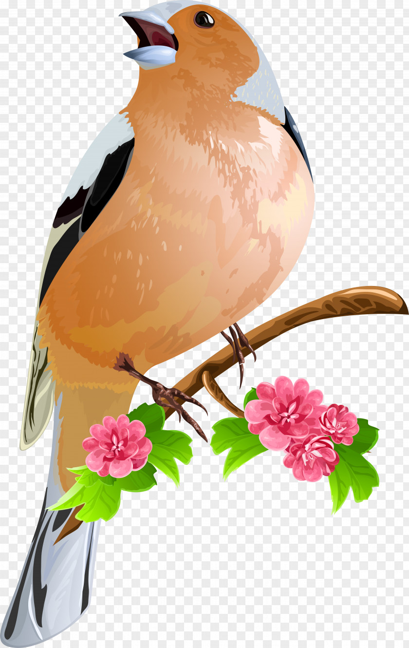 Bird Cage Flowers Clip Art PNG