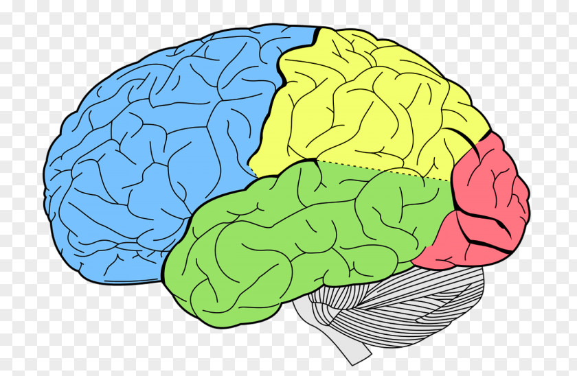 Brain Lobes Of The Frontal Lobe Temporal Occipital PNG