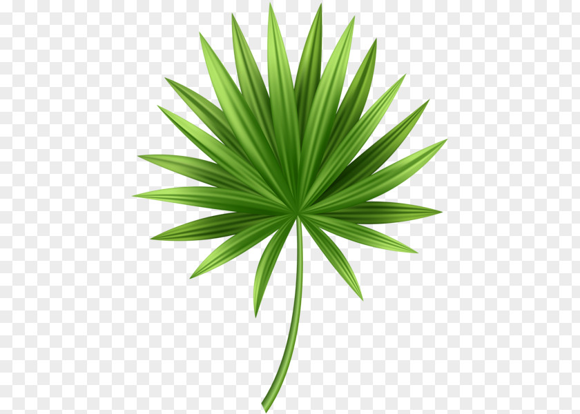 Leaf Clip Art Image Palm Trees Openclipart PNG