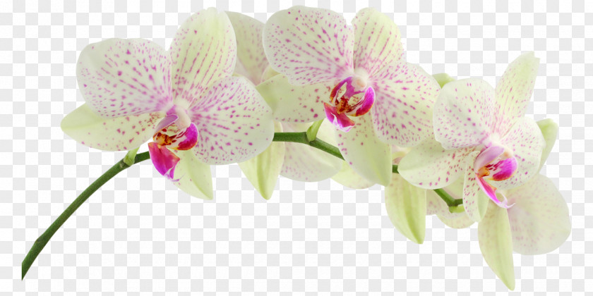 Lily Orchids Desktop Wallpaper Flower Mobile Phones PNG