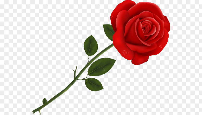 Rose Clip Art PNG