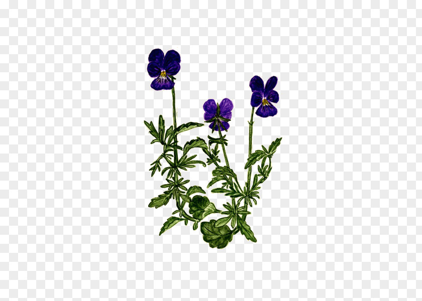 Tricolor Plant Pansy Herbalism Violet Phytotherapy PNG
