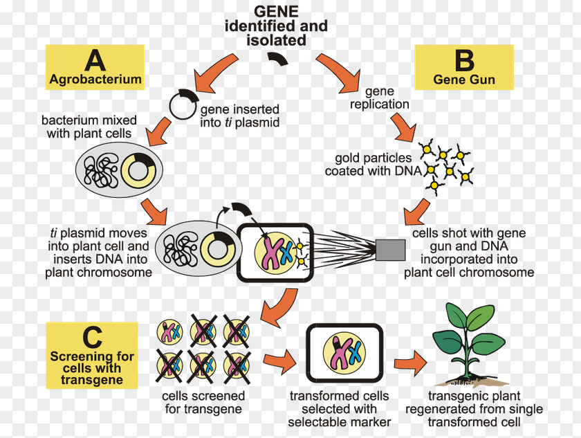 Agrobacterium Tumefaciens Genetic Engineering Genetically Modified Organism Food Crops PNG