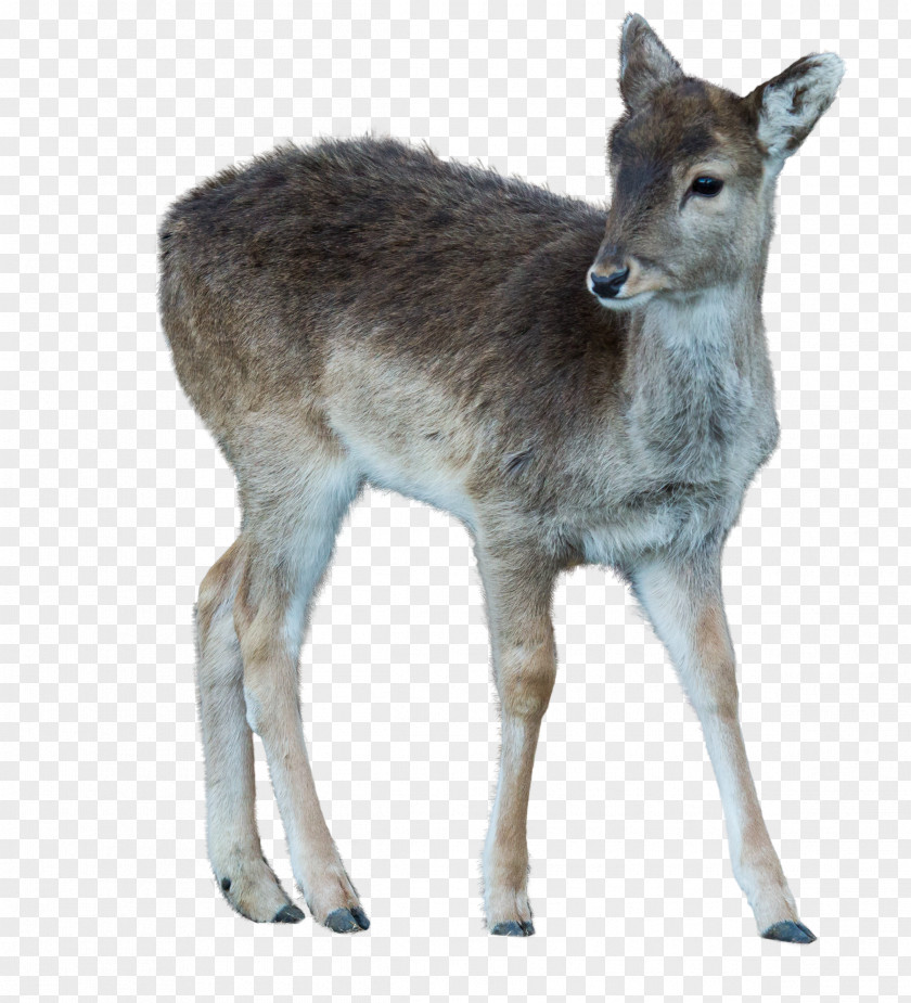 Deer Musk White-tailed Reindeer Wildlife PNG
