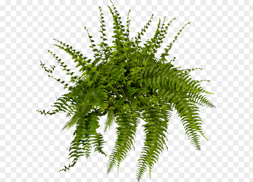 Fern Plant Tree Shrub PNG