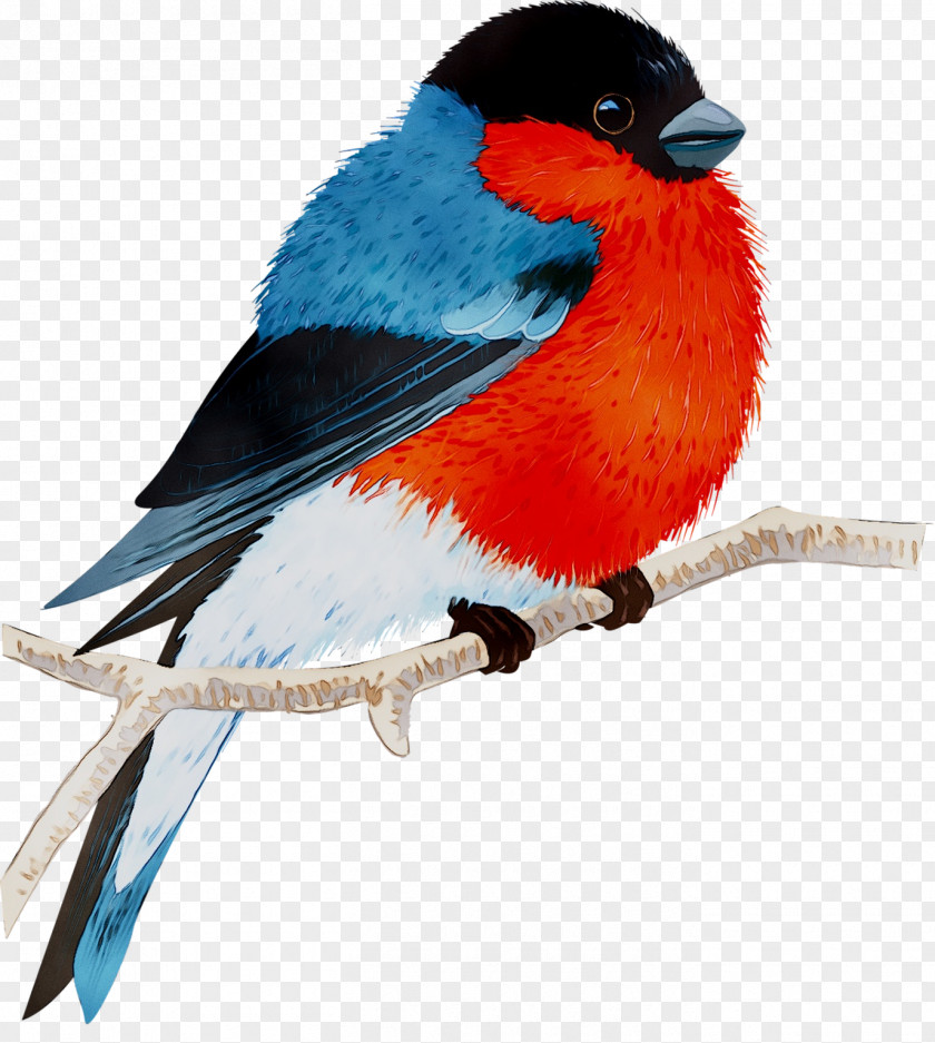 Finches Beak Feather Bluebird Systems Inc. PNG
