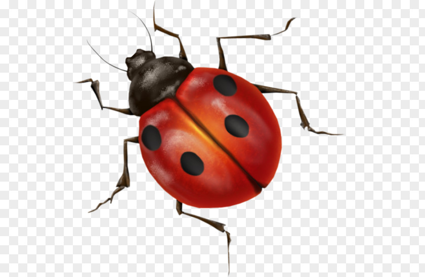 Ladybug Image Ladybird Insect PNG