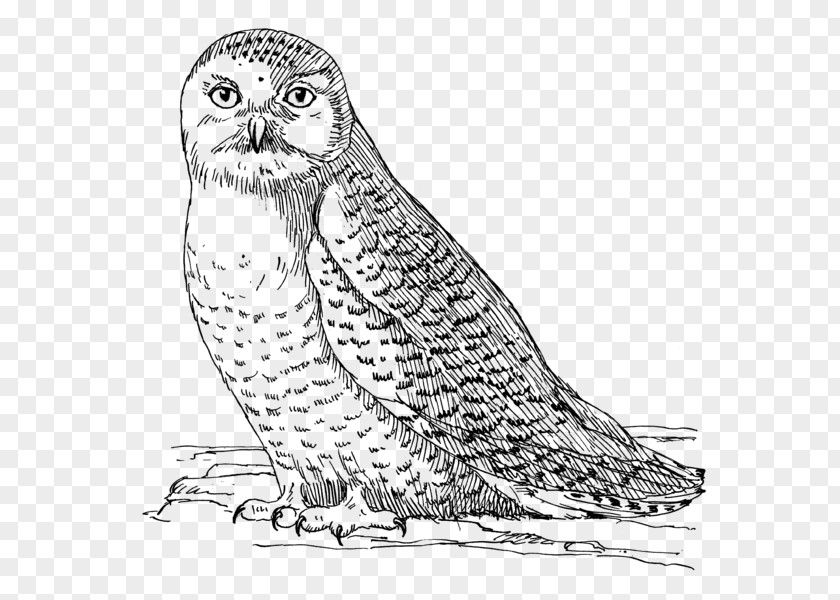 Owl Snowy Bird Coloring Book Eurasian Eagle-owl PNG