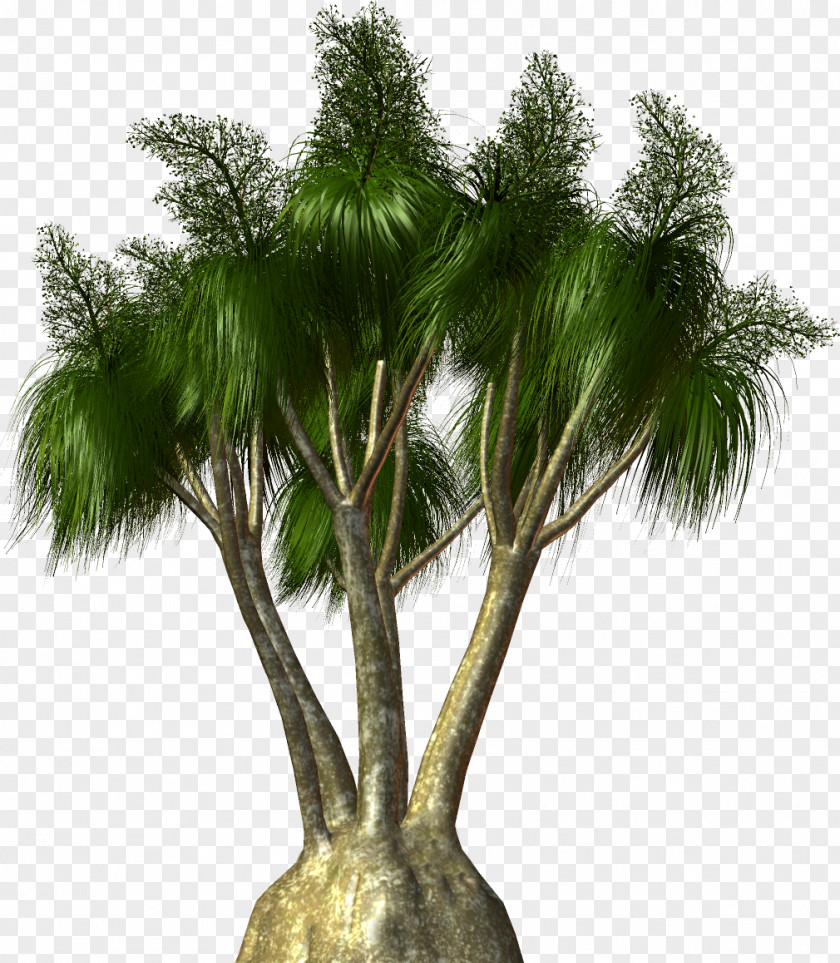 Palm Tree Arecaceae Plant Clip Art PNG