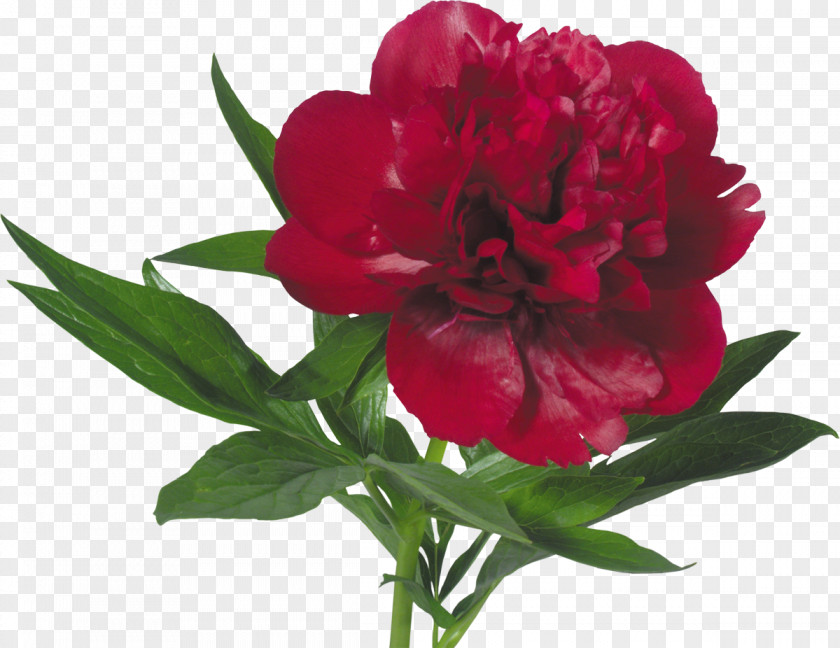 Peony Flower Bouquet Paeonia Mascula Tree Peonies PNG
