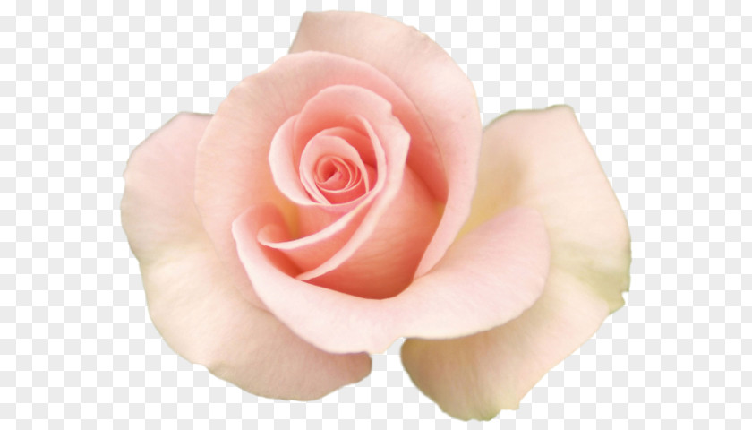 Rose Desktop Wallpaper Moto X Flower PNG