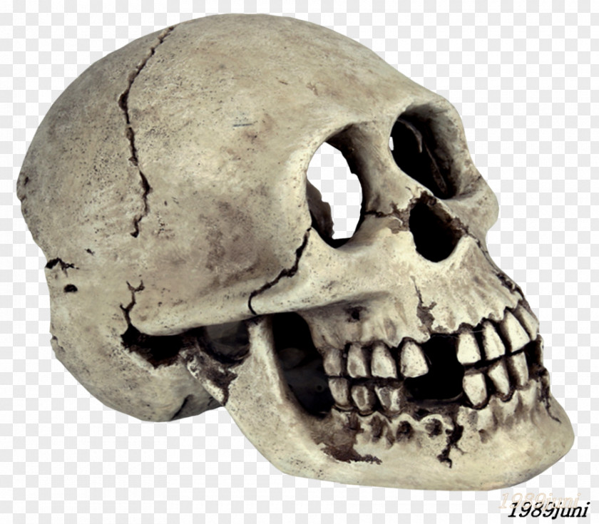 Skull Animal Skulls Skeleton Bone PNG