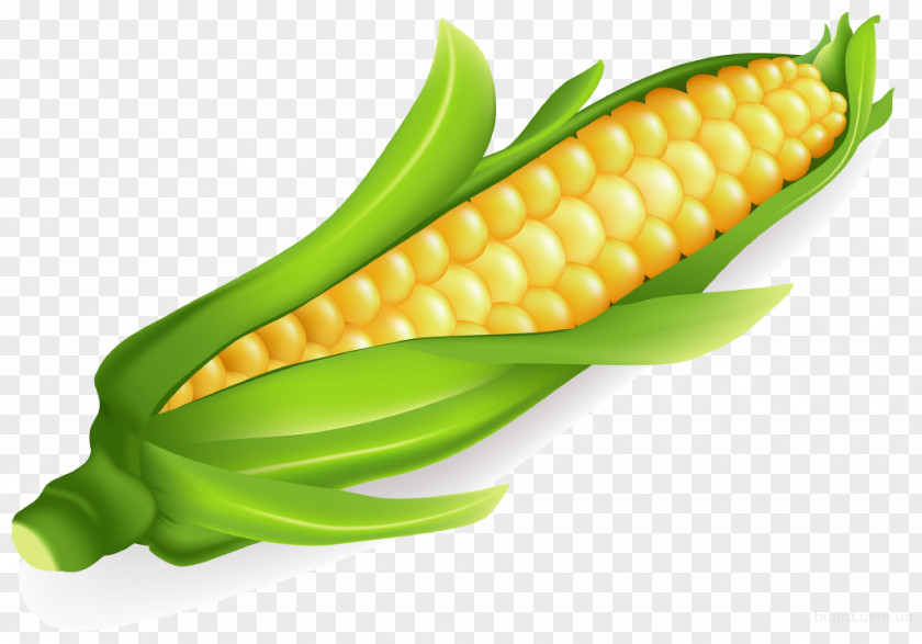 Vegetable Corn On The Cob Maize Sweet Food PNG