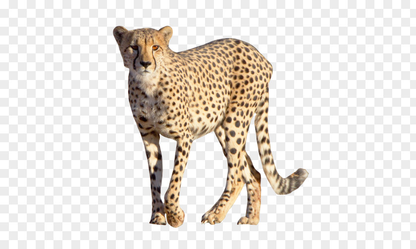 Wild Animal Cheetah Leopard Felidae Clip Art PNG