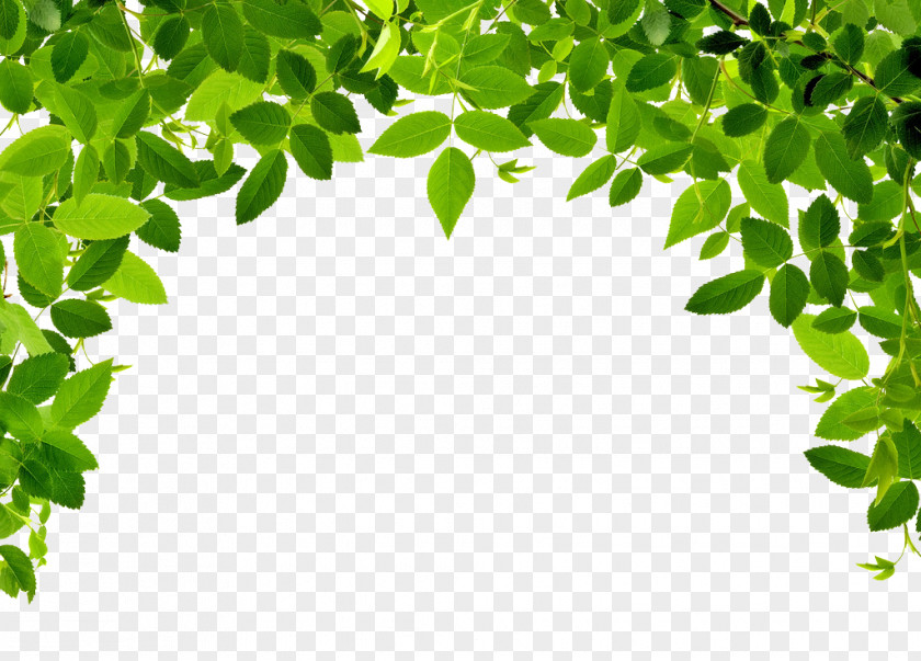 Leaves Border Leaf Photography PNG