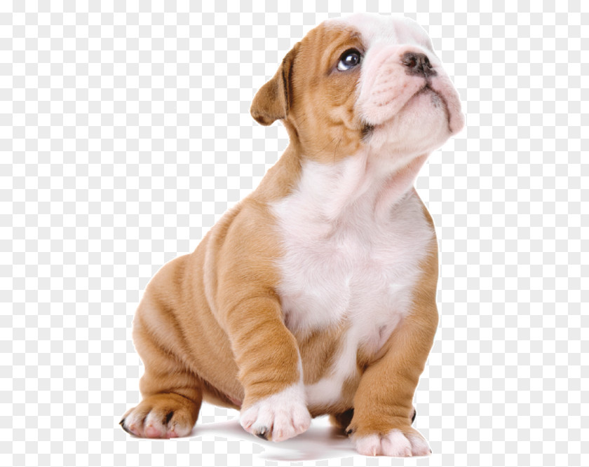 Cao Old English Bulldog Olde Bulldogge Toy Valley Puppy PNG