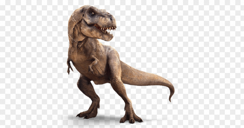 Dinosaur Rex Allosaurus Ceratosaurus Triceratops PNG