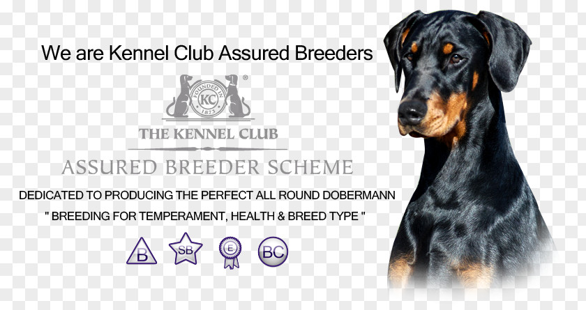 Dobermann Dog Breed I-Spy Dogs Pinscher Guard PNG