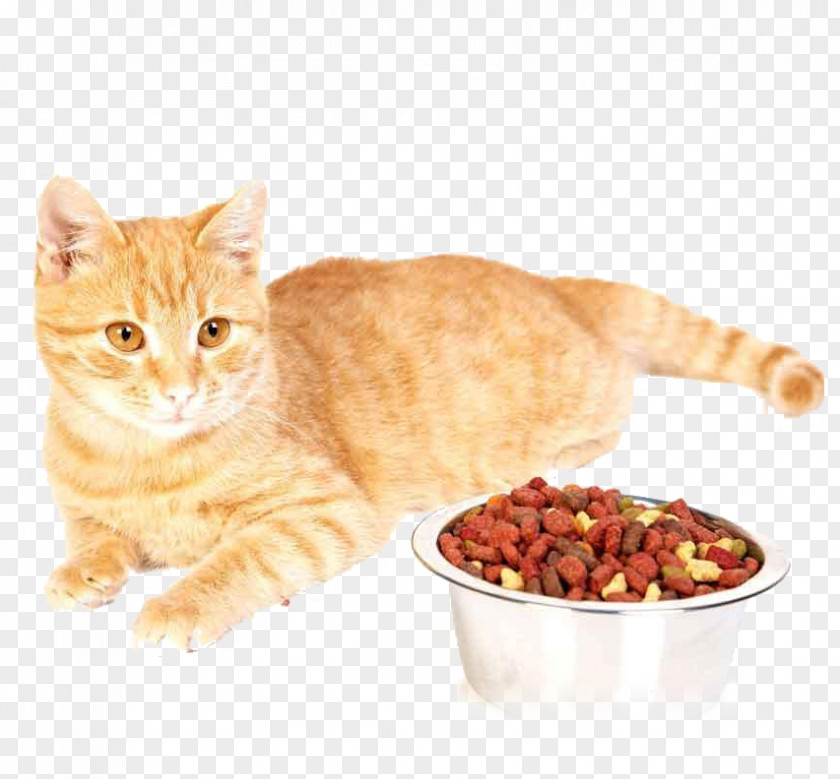 Dog Cat Food British Shorthair Kitten Fodder PNG