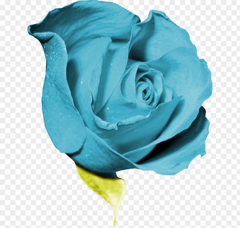 Flower Garden Roses Blue Rose Petal Clip Art PNG