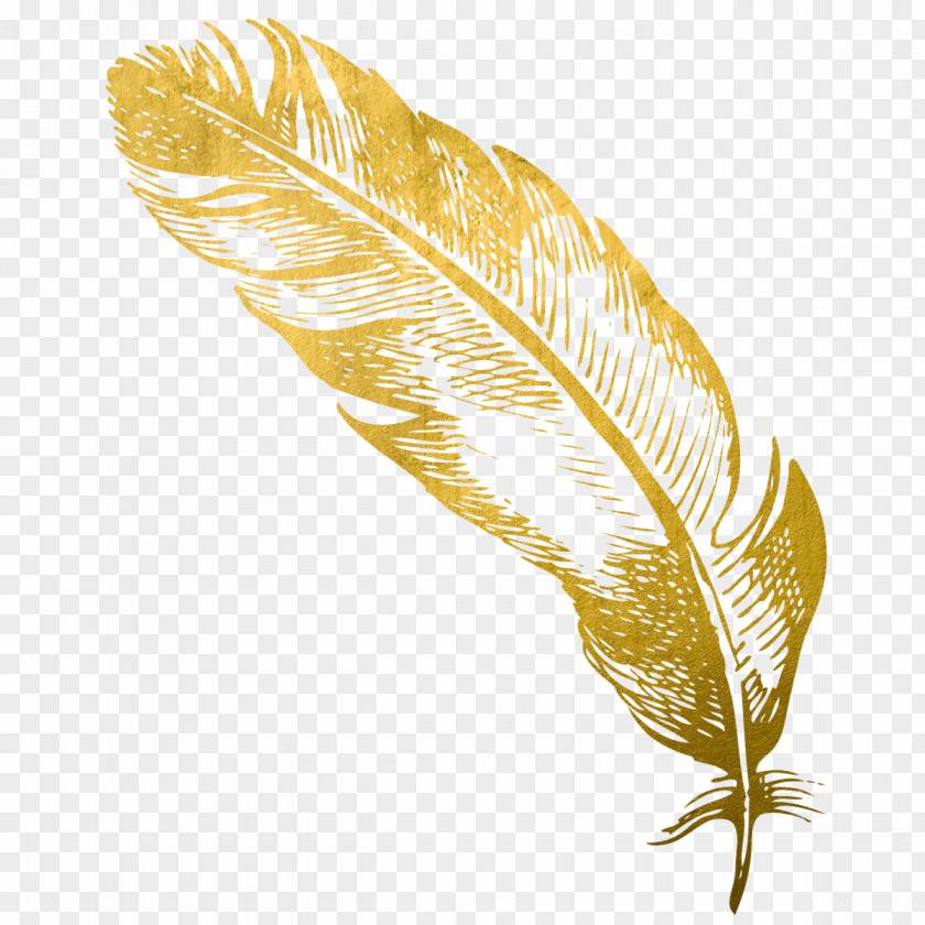 Gold Light Feather Quill Card Snobs PNG