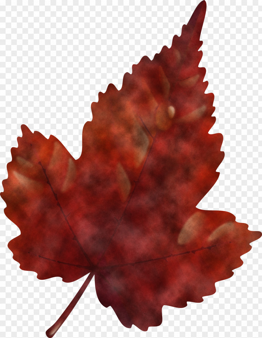 Maple Leaf PNG