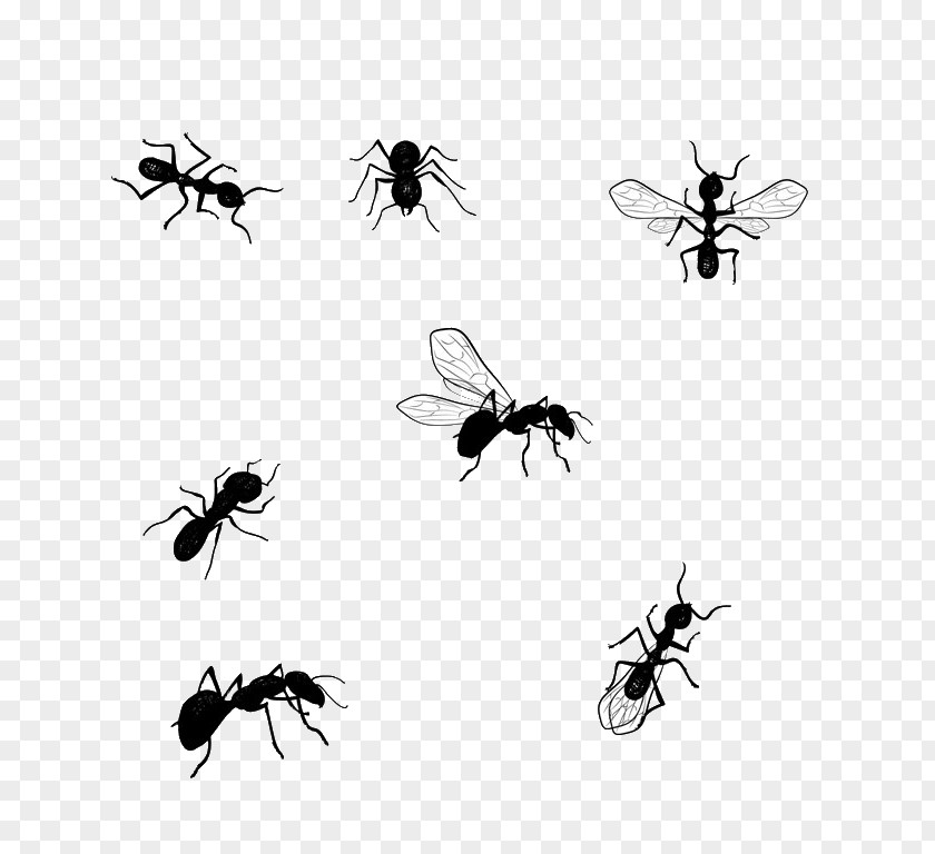 Ant Honey Bee Vector Graphics Illustration Image Drawing PNG