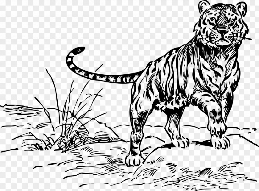 Black And White Drawings Bengal Tiger Siberian Felidae Cat Clip Art PNG