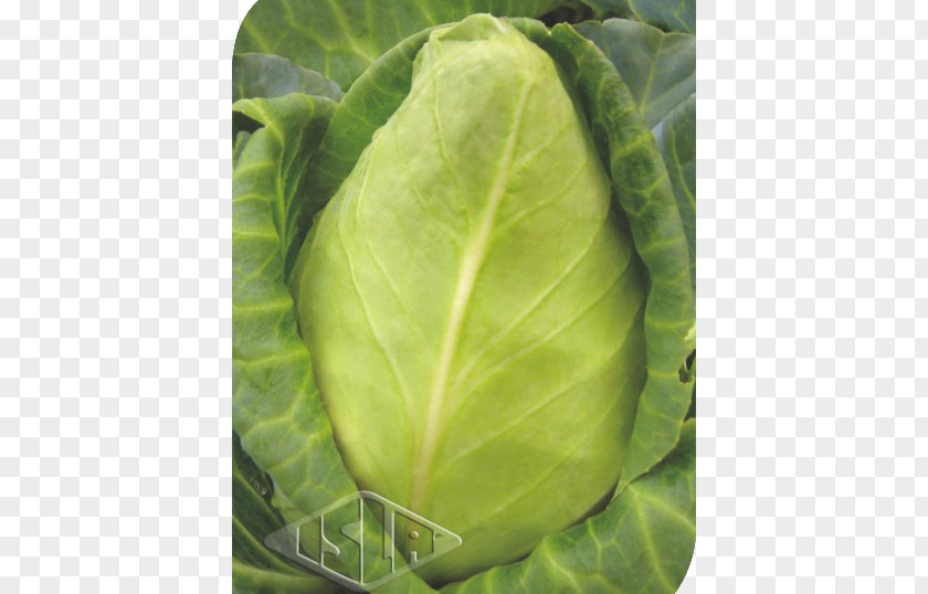 Cabbage Chard Spring Greens Collard Cattle PNG