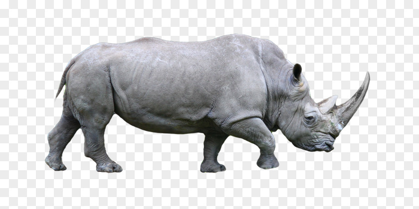 Endangered Rhino White Rhinoceros 89th Academy Awards Javan Black PNG