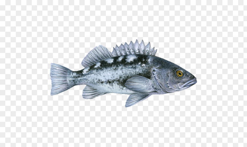 Fish Tilapia Pacific Ocean Perch Black Rockfish Bocaccio Sablefish PNG
