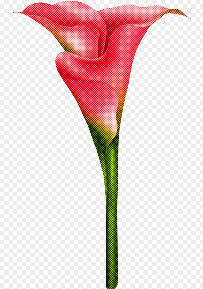 Flower Red Cut Flowers Plant Pink PNG