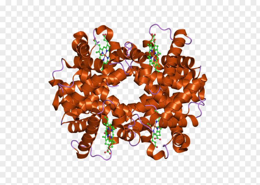 Hemoglobin, Alpha 1 HBB Hemoglobin Subunit Zeta HBD PNG