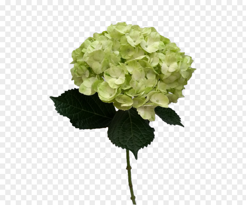 Mojito Hydrangea Cut Flowers Plant Stem Color PNG