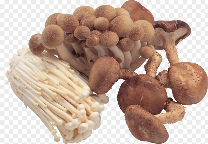 Mushroom Pantothenic Acid Edible B Vitamins PNG