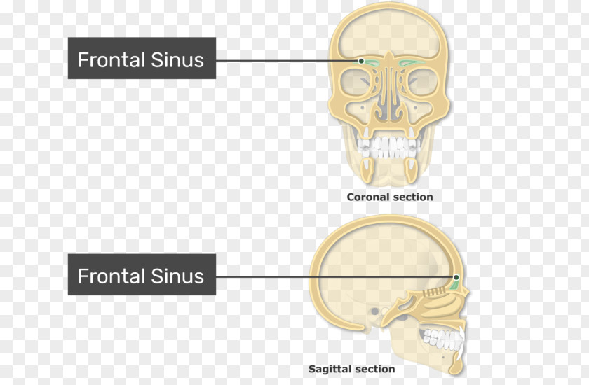 Nose Paranasal Sinuses Frontal Sinus Ethmoid Bone Maxillary PNG