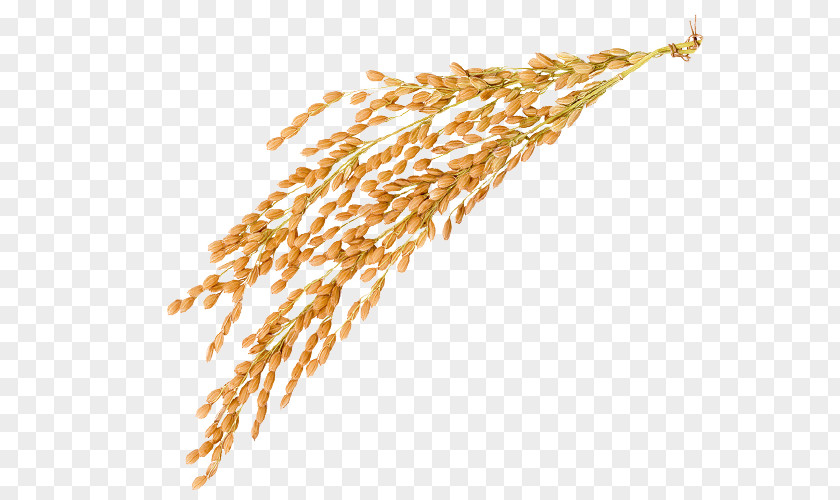 Rice Material Golden Oryza Sativa Caryopsis PNG