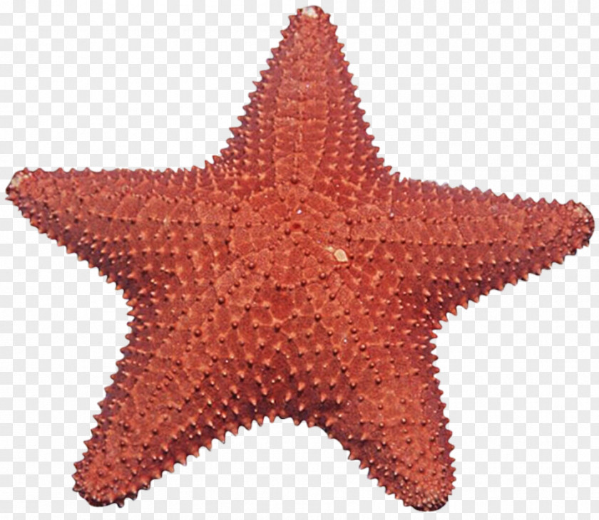 Starfish Gomophia Egyptiaca Clip Art PNG