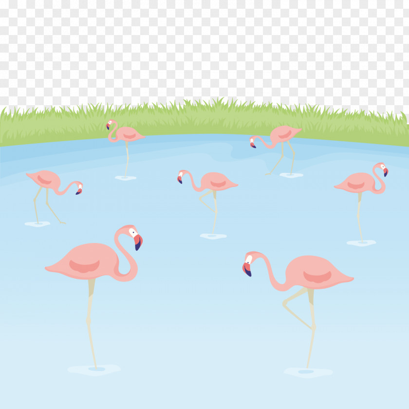 Vector Flamingo Greater Bird PNG