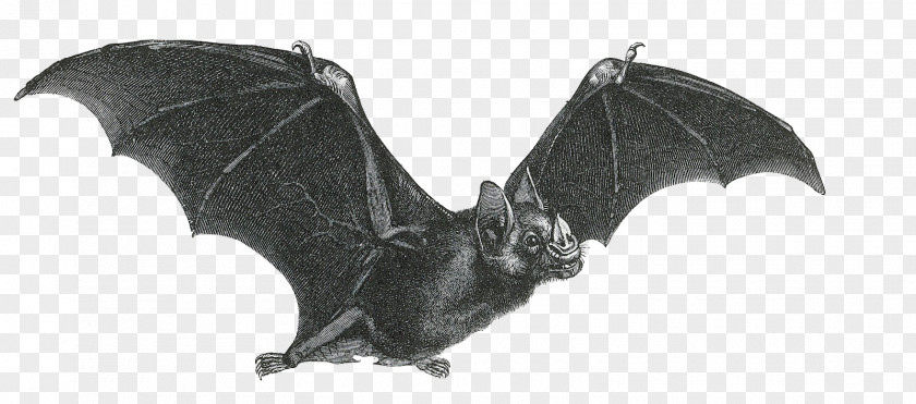 Bat Giphy Clip Art PNG