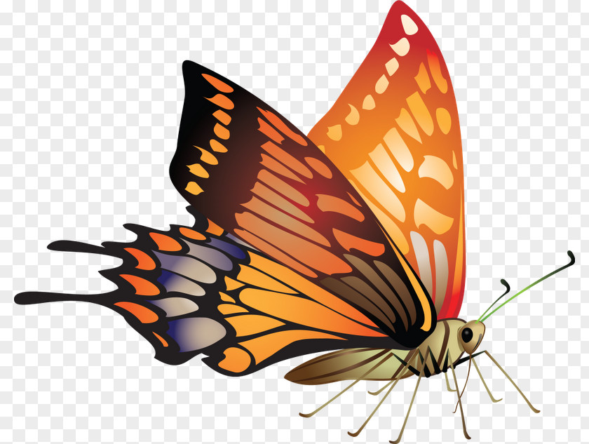 Borders And Frames Butterfly Vector Graphics Picture Design PNG