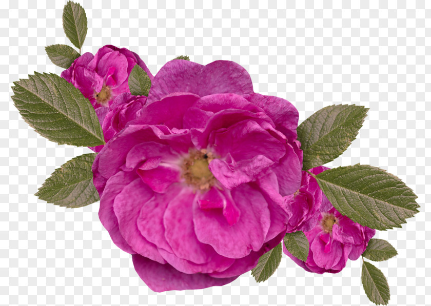 Centifolia Roses Clip Art PNG