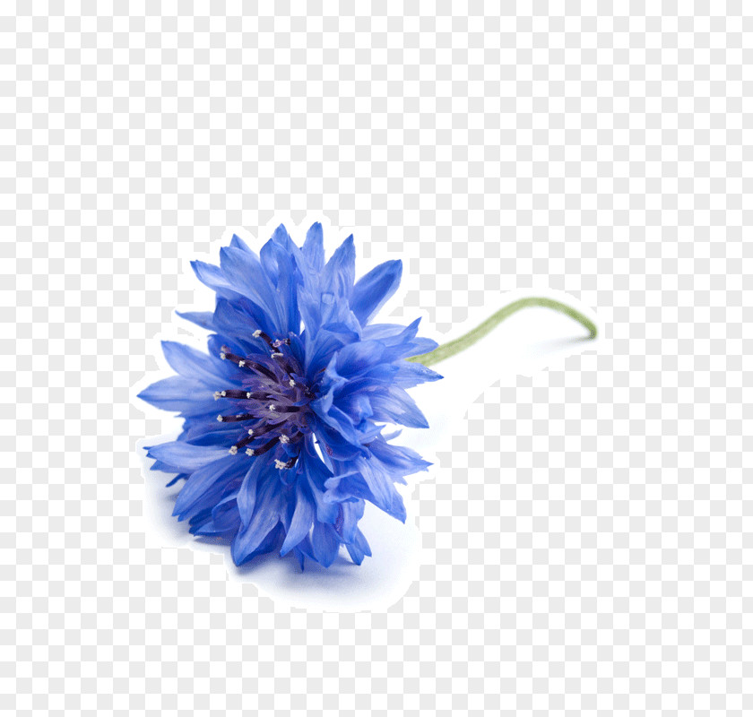 Chamomile Petals Cornflower Royalty-free Photography PNG