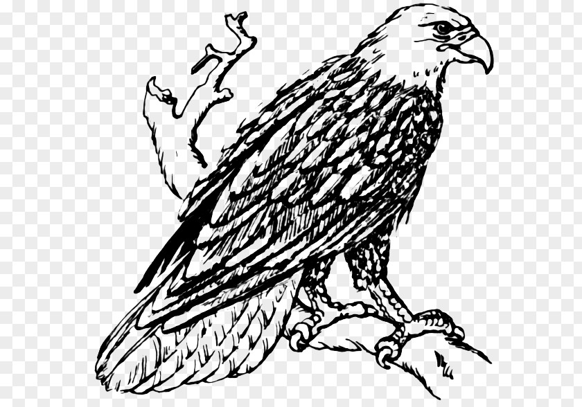 Eagle Bald White-tailed Golden Clip Art PNG