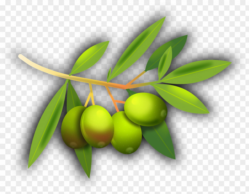Flower Leaf Olive Tree PNG