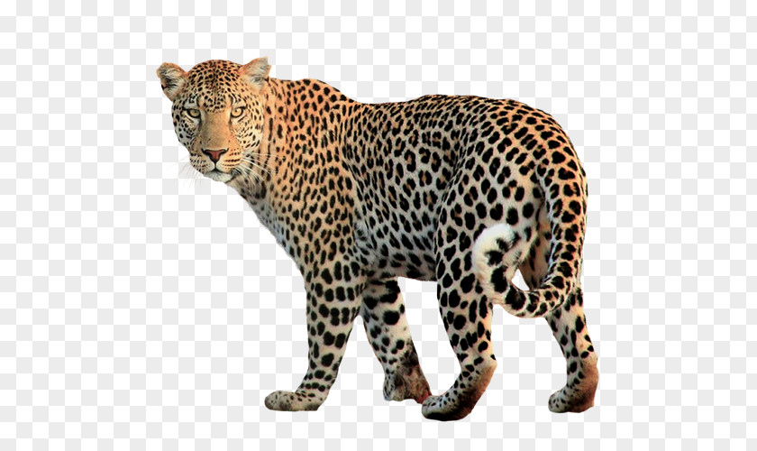 Jaguar Felidae Clip Art PNG